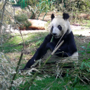 Go see the pandas in Chengdu